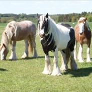 Irish Cob Bisgaards Mercedes