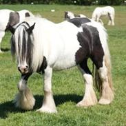 Irish Cob Bisgaards Mercedes