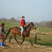 Dansk Varmblod Belisha