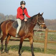 Dansk Varmblod Belisha