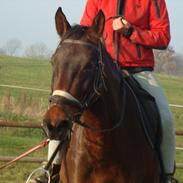 Dansk Varmblod Belisha