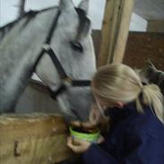 Anden særlig race Bogø´s Fandango