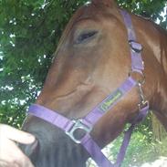 Anden særlig race Bassen (Ejer)