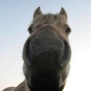 Fjordhest Heine Høj