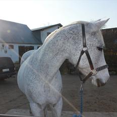 Anden særlig race Jasmin