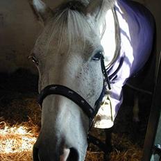 DSP Madeleine (Maddy) <3 ( Solgt) :(