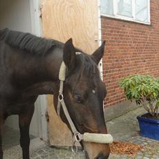 Dansk Varmblod Ejerbækgaards Tenor