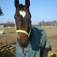 Dansk Varmblod Ti Amo De L (tidligere part)