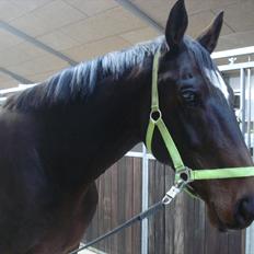 Dansk Varmblod Ti Amo De L (tidligere part)