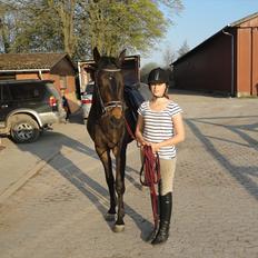 Dansk Varmblod Ejerbækgaards Tenor