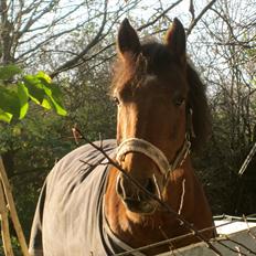 Anden særlig race kashede´s precious jewel!!<3  