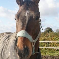Hannoveraner Svanegårdens Rokokko