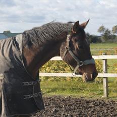 Hannoveraner Svanegårdens Rokokko