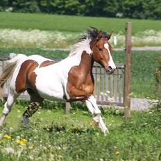 Pinto Paint Me Proud