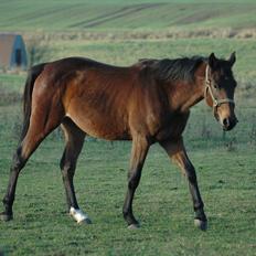 Anden særlig race Loke