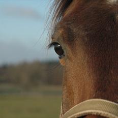 Anden særlig race Loke