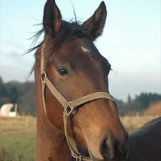 Anden særlig race Loke