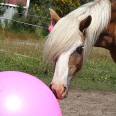 Haflinger Rianne
