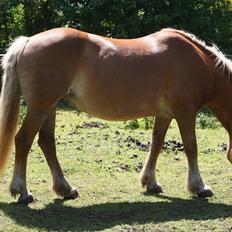 Haflinger Rianne