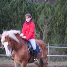 Haflinger Rianne