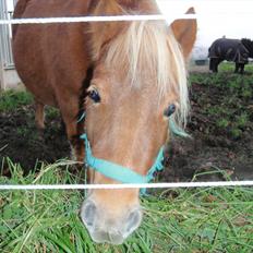 Shetlænder Nanja af rolighed