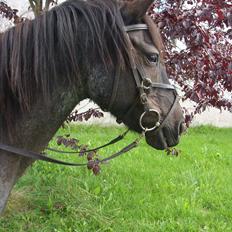 Anden særlig race Marengo