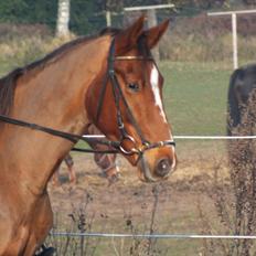 Knabstrupper Juandiazz (stor -lunds enjoy)