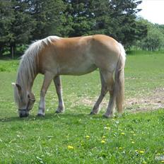 Haflinger Rosanna Van't Lutje Brunink