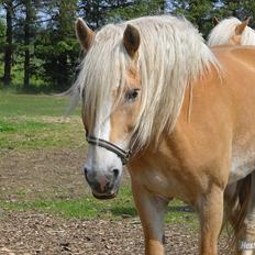 Haflinger Rosanna Van't Lutje Brunink