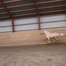 Anden særlig race pegasus