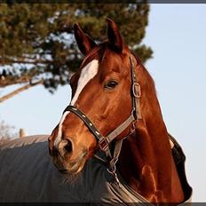 Dansk Varmblod Gullhøjs Limano