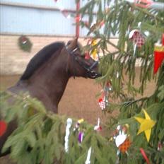 New Forest Firfod Jordbær med fløde