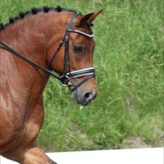 New Forest Kantje's Thierry B-pony RIP