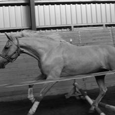 Anden særlig race pegasus