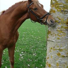 DSP Larsmindes Filanté