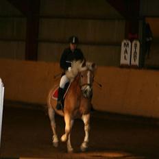 Haflinger Stanley (Tidl. part<3)