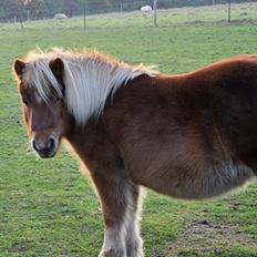 Shetlænder Katie <3