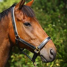 Fuldblod (XX) Capzeda xx