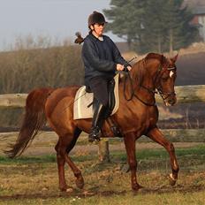 Arabisk fuldblod (OX) D. Midnight Rodeo - SOLGT - 