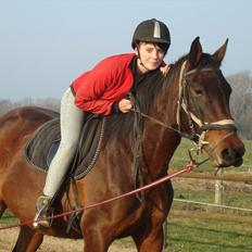 Dansk Varmblod Belisha