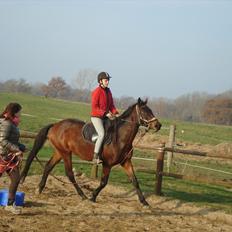 Dansk Varmblod Belisha