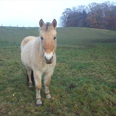 Fjordhest julia 