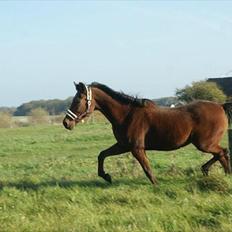 Anden særlig race Knægten