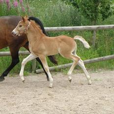 DSP Lykkesholm´s Cyperb