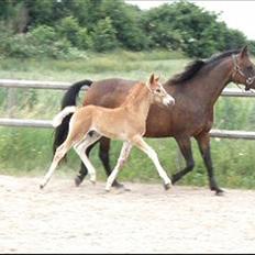 DSP Lykkesholm´s Cyperb