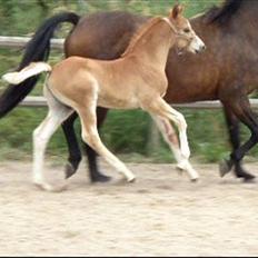 DSP Lykkesholm´s Cyperb