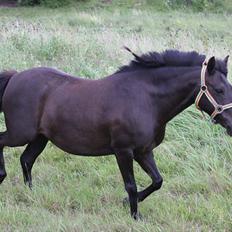 Anden særlig race Føllebølle