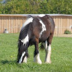 Irish Cob Bisgaards Norah