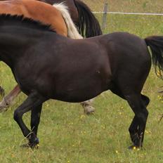 Anden særlig race Føllebølle