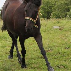 Anden særlig race Føllebølle